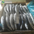 Frozen Pacific Saury  High Quality from China